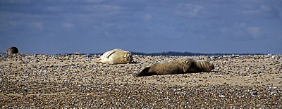 Blakeney National Nature Reserve: Blakeney Point - Seehunde (Phoca vitulina) - Norfolk