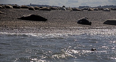 Blakeney National Nature Reserve: Blakeney Point - Seehunde (Phoca vitulina) - Norfolk