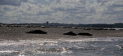 Blakeney National Nature Reserve: Blakeney Point - Seehunde (Phoca vitulina) - Norfolk