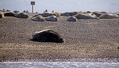 Blakeney National Nature Reserve: Blakeney Point - Kegelrobbe (Halichoerus grypus) - Norfolk