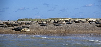 Blakeney National Nature Reserve: Blakeney Point - Seehunde (Phoca vitulina) - Norfolk