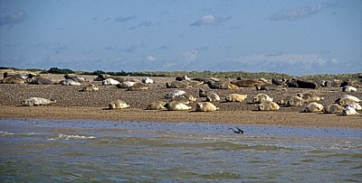 Blakeney National Nature Reserve: Blakeney Point - Seehunde (Phoca vitulina) - Norfolk