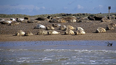Blakeney National Nature Reserve: Blakeney Point - Seehunde (Phoca vitulina) - Norfolk