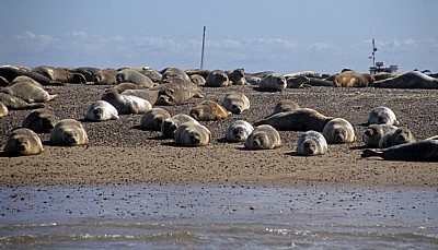 Blakeney National Nature Reserve: Blakeney Point - Seehunde (Phoca vitulina) - Norfolk