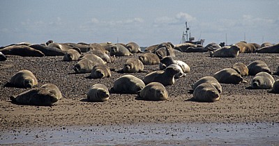 Blakeney National Nature Reserve: Blakeney Point - Seehunde (Phoca vitulina) - Norfolk