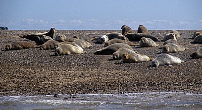 Blakeney National Nature Reserve: Blakeney Point - Seehunde (Phoca vitulina) - Norfolk