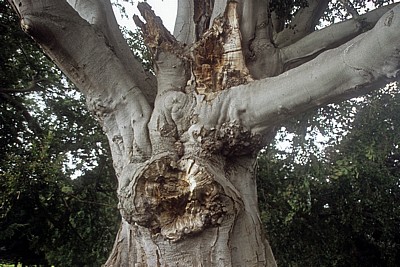 Holkham Hall: Buchenstamm - Detail - Wells-next-the-Sea