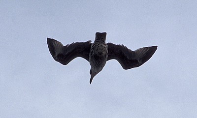 Fähre Dover - Dünkirchen: Junge Silbermöwe (Larus argentatus) - Kent