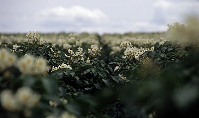Kartoffeln (Solanum tuberosum) in Blüte - Cley next the Sea