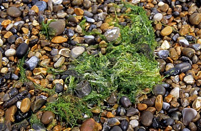 Kiesstrand: Seetang - Cley next the Sea