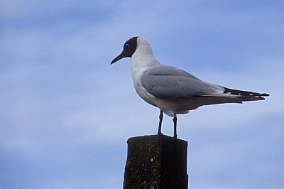 Lachmöwe (Chroicocephalus ridibundus) - Blakeney