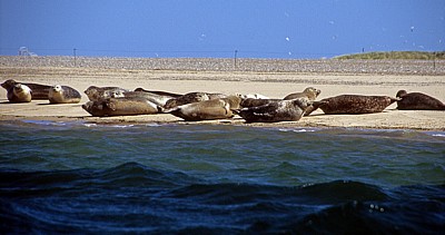 Blakeney National Nature Reserve: Blakeney Point - Seehunde (Phoca vitulina) - Norfolk