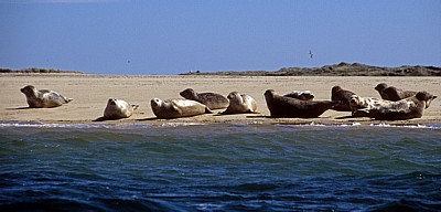 Blakeney National Nature Reserve: Blakeney Point - Seehunde (Phoca vitulina) - Norfolk