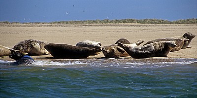 Blakeney National Nature Reserve: Blakeney Point - Seehunde (Phoca vitulina) - Norfolk