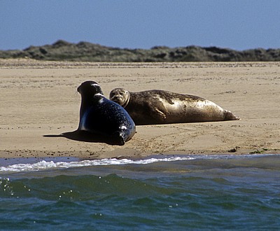 Blakeney National Nature Reserve: Blakeney Point - Seehunde (Phoca vitulina)  - Norfolk