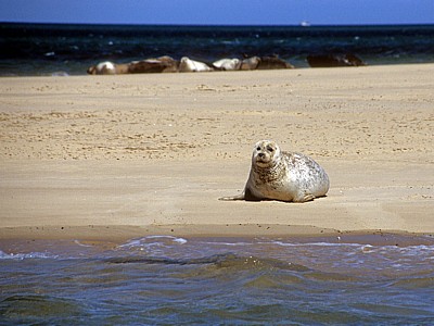 Blakeney National Nature Reserve: Blakeney Point - Seehunde (Phoca vitulina) - Norfolk