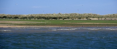 Blakeney National Nature Reserve: Blakeney Point - Seevögel - Norfolk