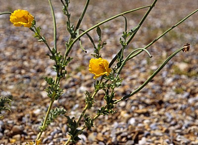 Blakeney National Nature Reserve: Gelber Hornmohn (Glaucium flavum) - Norfolk