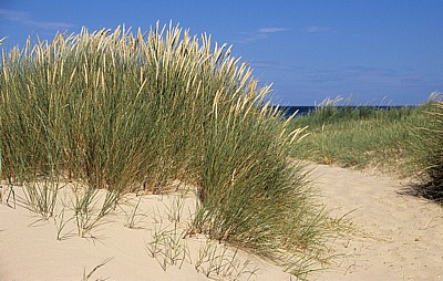 Blakeney National Nature Reserve: Dünen mit Gräsern - Norfolk