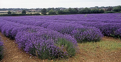 Feld mit Echtem Lavendel (Lavandula angustifolia) - Norfolk