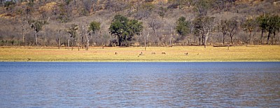 Fähre Kariba - Mlibizi: Blick auf das Ufer - Lake Kariba