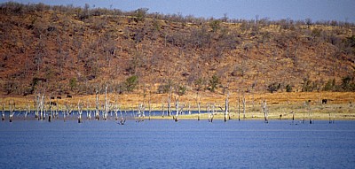 Fähre Kariba - Mlibizi: Blick auf das Ufer - Lake Kariba