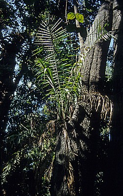 Palme (Arecaceae) - Victoriafälle