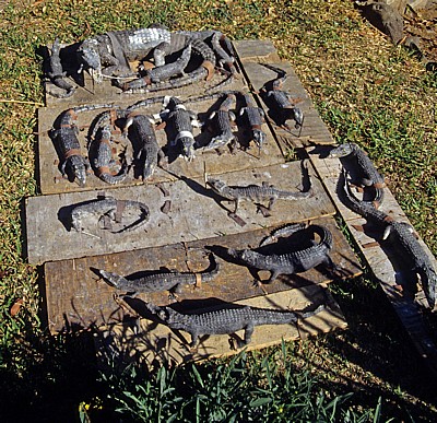 Crocodile Ranch: Souvenirs (getrocknete Krokodile) - Victoria Falls
