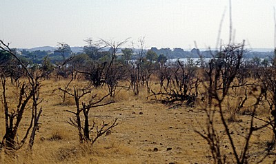 Vegetation zum Ende der Trockenzeit - Victoria Falls National Park