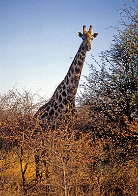 Giraffe (Giraffa camelopardalis) - Hwange National Park