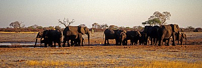 Nyamandhlovu Pan: Afrikanische Elefanten (Loxodonta africana) - Hwange National Park