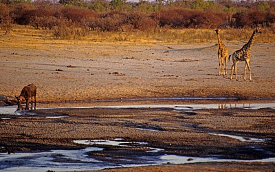 Nyamandhlovu Pan: Afrikanischer Büffel (Kaffernbüffel, Syncerus caffer) und Giraffen (Giraffa camelopardalis) - Hwange National Park