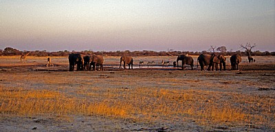 Nyamandhlovu Pan: Afrikanische Elefanten (Loxodonta africana) - Hwange National Park