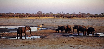 Nyamandhlovu Pan: Afrikanische Elefanten (Loxodonta africana) und Steppenzebras (Burchell-Zebra, Equus quagga burchelli) - Hwange National Park