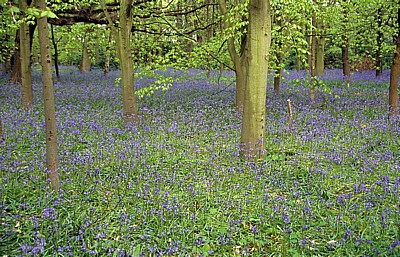 Speke Hall: Atlantische Hasenglöckchen (Hyacinthoides non-scripta) - Liverpool