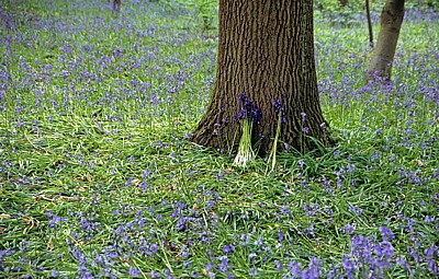 Speke Hall: Atlantische Hasenglöckchen (Hyacinthoides non-scripta) - Liverpool