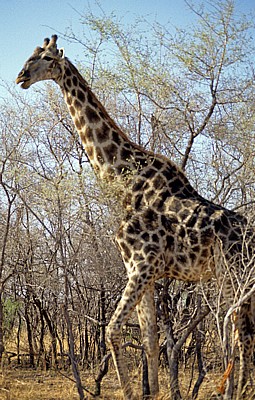 Giraffe (Giraffa camelopardalis) - Hwange National Park