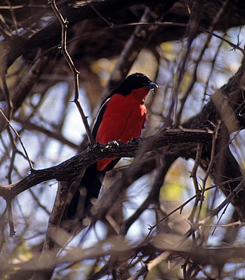 Rotbauchwürger (Lanarius atrococcineus) - Hwange National Park