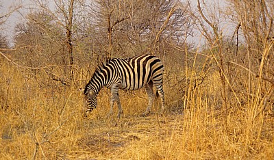Steppenzebra (Burchell-Zebra, Equus quagga burchelli) - Hwange National Park