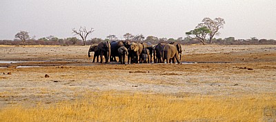 Nyamandhlovu Pan: Afrikanische Elefanten (Loxodonta africana) - Hwange National Park