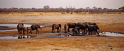 Nyamandhlovu Pan: Afrikanische Elefanten (Loxodonta africana) - Hwange National Park