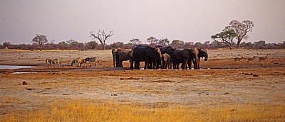 Nyamandhlovu Pan: Afrikanische Elefanten (Loxodonta africana) - Hwange National Park