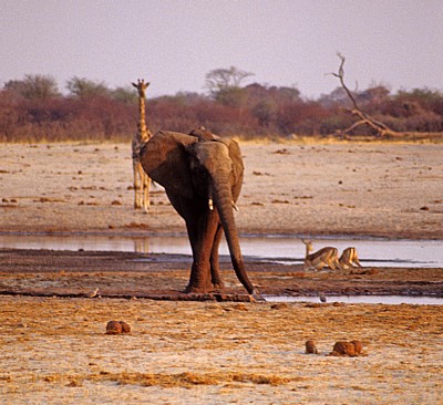 Nyamandhlovu Pan: Afrikanischer Elefant (Loxodonta africana) - Hwange National Park