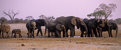 Nyamandhlovu Pan: Afrikanische Elefanten (Loxodonta africana) - Hwange National Park