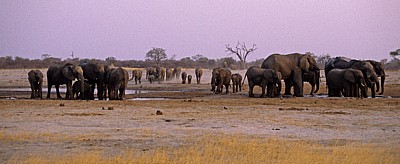 Nyamandhlovu Pan: Afrikanische Elefanten (Loxodonta africana)  - Hwange National Park