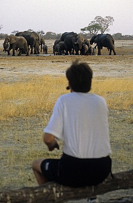 Nyamandhlovu Pan: Afrikanische Elefanten (Loxodonta africana)  - Hwange National Park