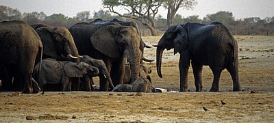 Nyamandhlovu Pan: Afrikanische Elefanten (Loxodonta africana)  - Hwange National Park