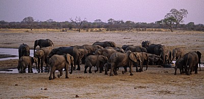 Nyamandhlovu Pan: Afrikanische Elefanten (Loxodonta africana) - Hwange National Park