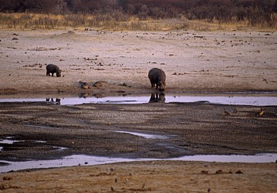 Nyamandhlovu Pan: Flußpferd (Hippopotamus amphibius) mit Jungem - Hwange National Park