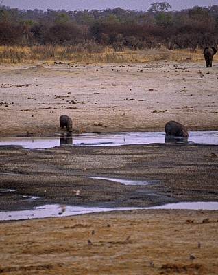Nyamandhlovu Pan: Flußpferd (Hippopotamus amphibius) mit Jungem - Hwange National Park